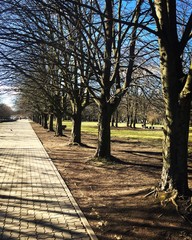 Park Pathway with Bare Trees in Autumn 