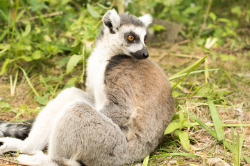 funny little lemur from madagascar sitting in his natural environment