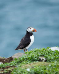 Puffin, sea bird, on rocks at the Farne Islands, Northumberland, England, UK.