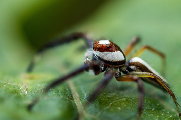 HIMALAYAN SPIDER