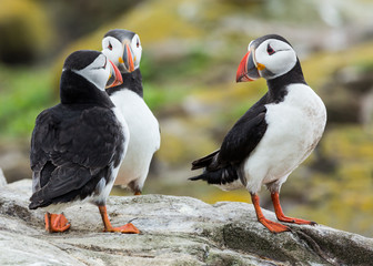 Puffins, sea birds, on rocks at the Farne Islands, Northumberland, England, UK.