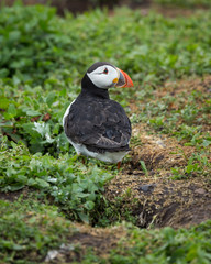 Puffin, sea bird, at burrow, at nesting site on the Farne Islands, Northumberland, England, UK.