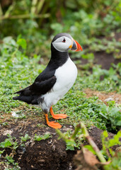 Puffin, sea bird, at burrow, at nesting site on the Farne Islands, Northumberland, England, UK.