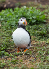 Puffin at nesting site on the Farne Islands, Northumberland, England, UK.