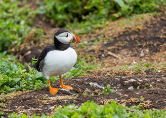 Puffin, sea bird, at burrow, at nesting site on the Farne Islands, Northumberland, England, UK.
