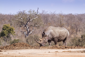 Obraz premium Southern white rhinoceros in Kruger National park, South Africa