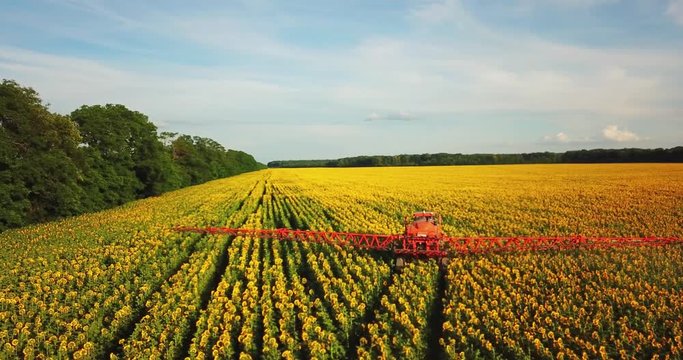 The tractor sprinkles the field with a sunflower. The sprayer processes the pesticide plantation helianthus plantation 4k video.
