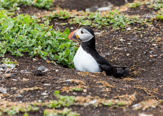 Puffin, sea bird, at burrow, at nesting site on the Farne Islands, Northumberland, England, UK.