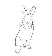 rabbits with lines, vector