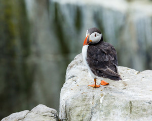 Puffin, sea bird, on rocks at the Farne Islands, Northumberland, England, UK.
