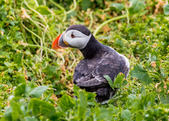 Puffin at nesting site on the Farne Islands, Northumberland, England, UK.