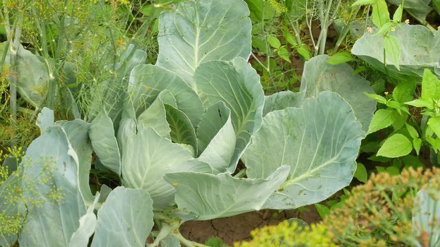 Cabbage at home garden
