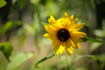 Obraz premium Bright Yellow Sunflower Being Pollinated by Two Bees