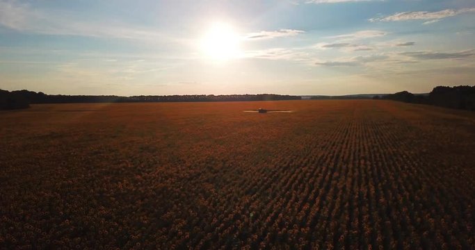 The tractor sprinkles the field with a sunflower. The sprayer processes the pesticide plantation helianthus plantation 4k video.
