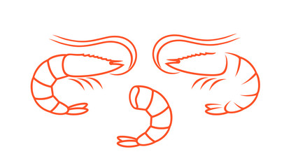 Shrimp outline. Isolated shrimp on white background. Prawns outline