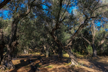 Im märchenhaften Olivenhain auf Korfu