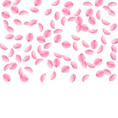 Sakura petals falling down. Romantic pink silky medium flowers. Sparse flying cherry petals. 