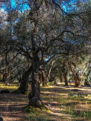 Olivebbäume auf Korfu