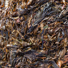 seaweed