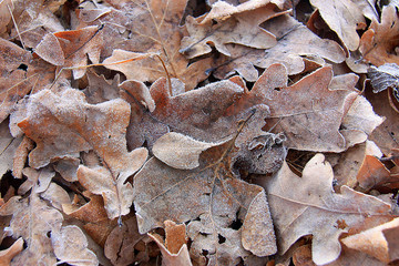 Dry autumn oak leaves covered with hoarfrost. Morning frost deposition. Early frosts, freezing, soft rime.