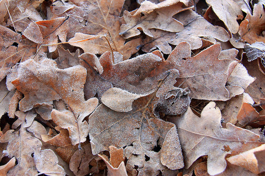 Dry autumn oak leaves covered with hoarfrost. Morning frost deposition. Early frosts, freezing, soft rime.