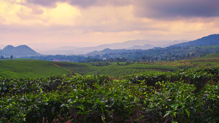 Scenery view of tea plantation field. 