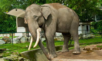 Fototapeta premium Elephant close up. 
