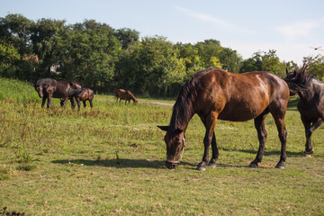 Horses grazing on the meadow at animal shelter.