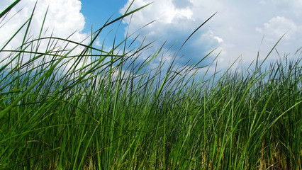 Fototapeta premium Reed on the blue sky background.Rest on river.