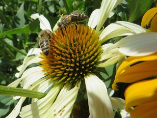 Blüten und Bienen