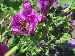 Blüten und Bienen
