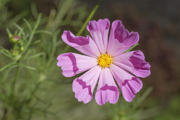 Rosa Cosmea voll aufgeblüht mit trichterförmigen Blättern