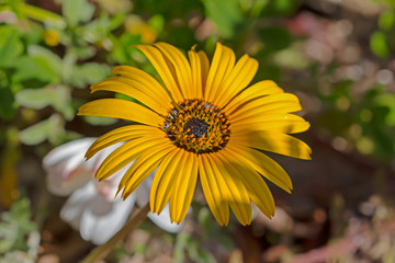 Yellow Namaqualand daisy