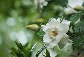 Gardenia flower (Gardenia jasminoides) is blooming on the green garden background, Spring in GA USA.
