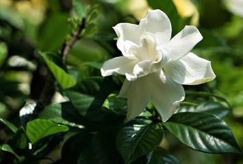 Gardenia flower (Gardenia jasminoides) is blooming on the green garden background, Spring in GA USA.