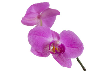 Pinke Orchidee isoliert