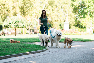 Dog walker with dogs enjoying in park.