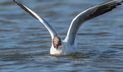 Möwe mit fisch