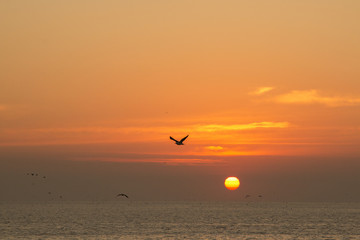 beautiful sunset in the atlantic ocean with flying birds