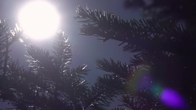 Water drops falling like snowflakes on fir branches against sun and blue sky in slow motion. Epic scene of wet forest with sunlight and colorful lens flare. Closeup view of peaceful nature.
