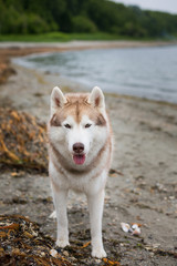 Image of serious Beige and white Siberian Husky dog standing on the beach and looking to the camera.