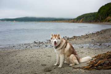 Profile Image of free and wise Beige and white Siberian Husky dog sitting on the beach and looking to the camera