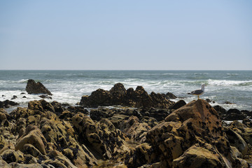 Seagall sitting on rocks on the beach