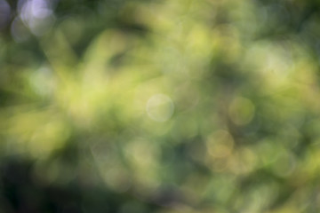 Obraz premium abstract nature blur for background