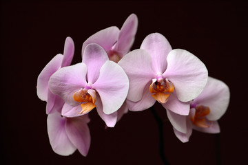 Fototapeta na wymiar Pink-yellow orchid (orchidaceae) flower on the black background