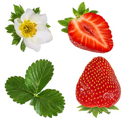 Fresh strawberry with leafs and flowers isolated on white background with clipping path