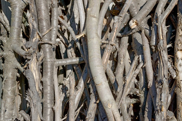 Pile of many felled branches as natural background.