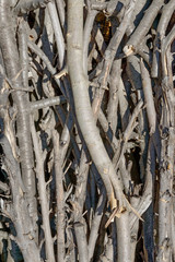 Pile of many felled branches as natural background.