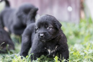 sarplaninac puppie isolated. 