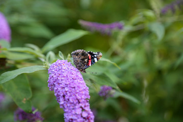 butterfly on violet lilac blossom